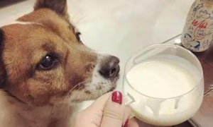 狗能喝豆浆吗
