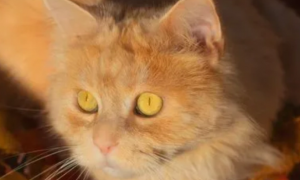 金色瞳孔的猫品种大全