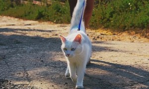 小猫多久会走路