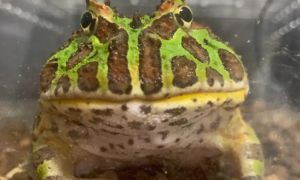 钟角蛙是什么动物？