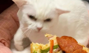 吃披萨向猫咪炫耀，然后它拳头突然“硬了”