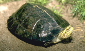 黄头庙龟是保护动物吗