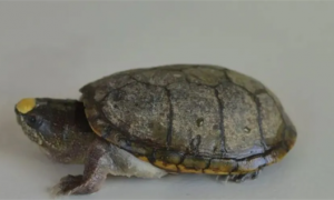 蛋龟跟泥龟有什么区别