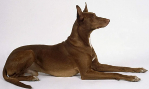 世界十大最贵的名犬