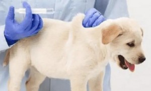 狗狗抗体检测多少钱