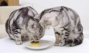 小猫能吃什么人类的食物