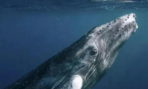 世界上最诡异的一只鲸