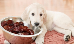 狗能吃红枣吗