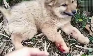 小狗被大狗咬伤有血洞怎么办