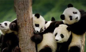大熊猫生理寿命到底是多少？