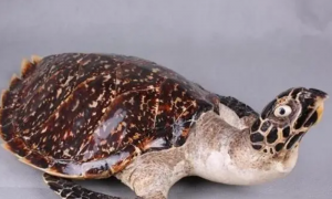 玳瑁龟是几级保护动物