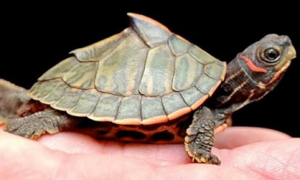 棱背龟能长多大