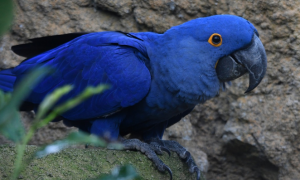 蓝色鹦鹉品种叫什么