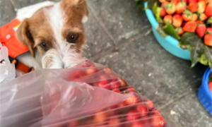小狗可以吃樱桃吗