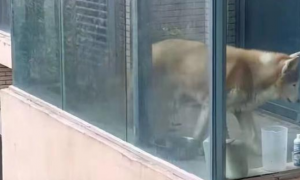 狗狗常年被关露天阳台出现刻板行为，城管多次上门被拒