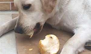 小狗可以吃梨吗
