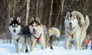 四大雪橇犬有几种建议