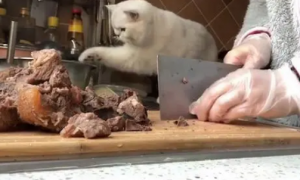 这只猫咪大概是最胆大的小偷了，主人还拿着菜刀，就敢伸爪偷吃