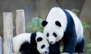 国家林草局：中国旅外大熊猫共计56只