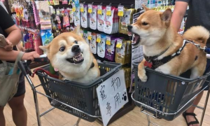 陌生柴犬在超市见面就互看不爽，一只挑衅，另外一只直接龇牙反击