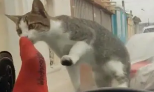 女网友车内用脚挑逗猫咪，猫咪闻到脚臭后。。。
