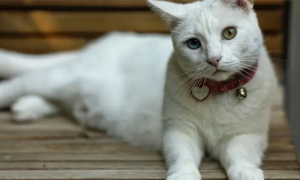 泰国御猫是什么品种
