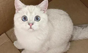 银白猫好养吗