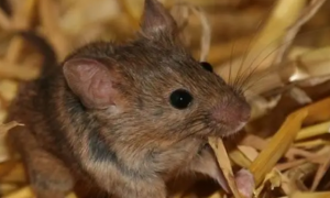 老鼠的最长寿命是多久