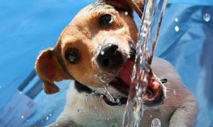 狗能喝自来水吗