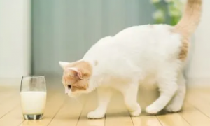 小猫能喝纯牛奶吗