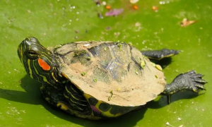塔巴斯哥红耳龟多少钱图片