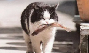 猫咪为了吃鱼真是什么都做的出来，龟：我被一股神秘的力量封印了