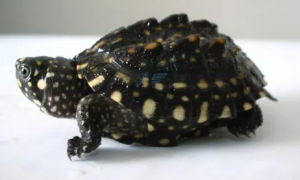 斑点池龟饲养环境