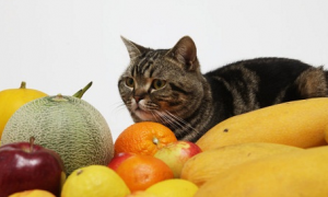 小猫能吃什么水果