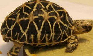 缅甸星龟与印度星龟的区别