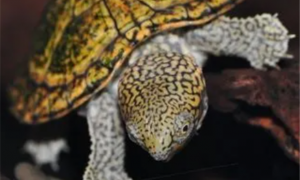 虎纹麝香龟可以冬眠吗?