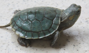 最小的侧颈龟