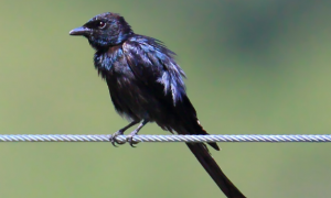黑卷尾鸟的叫声和视频