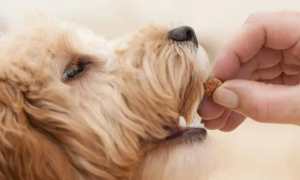狗能吃板栗吗