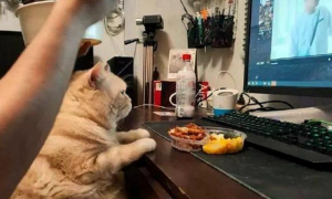 网友边看剧边吃大餐，橘猫为了减肥忍住不吃