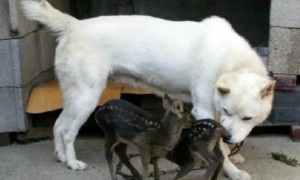 丰山犬：传说能打败东北虎，具有强烈的山地犬属性，生来爱自由