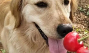 狗能吃樱桃吗为什么