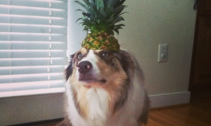 狗狗可以吃菠萝吗