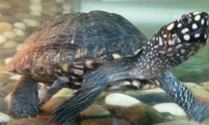 斑点池龟一年能长多大