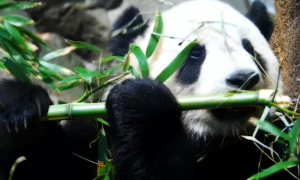 你不知道的国宝冷知识：除了竹子，大熊猫还吃什么？