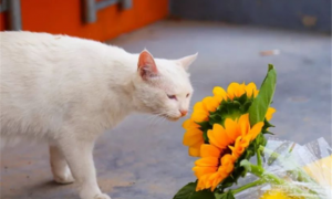 向日葵对猫有毒吗