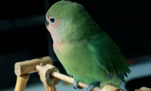 绿桃鹦鹉能单养吗