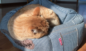 怎样训练猫睡自己的窝