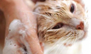 一个月的小猫可以洗澡吗