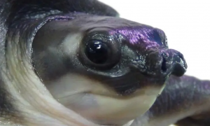 猪鼻龟眼睛有白膜怎么治
